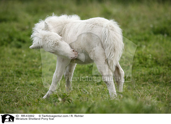 Mini Shetland Pony Fohlen / Miniature Shetland Pony foal / RR-43882