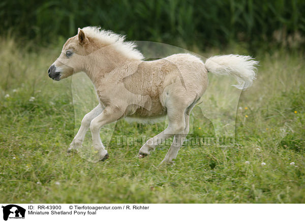 Miniature Shetland Pony foal / RR-43900