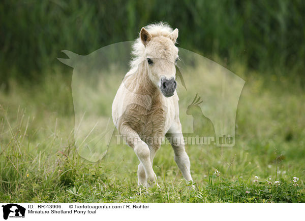 Miniature Shetland Pony foal / RR-43906