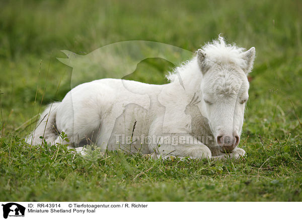 Miniature Shetland Pony foal / RR-43914