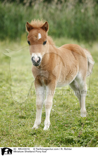 Miniature Shetland Pony foal / RR-43919