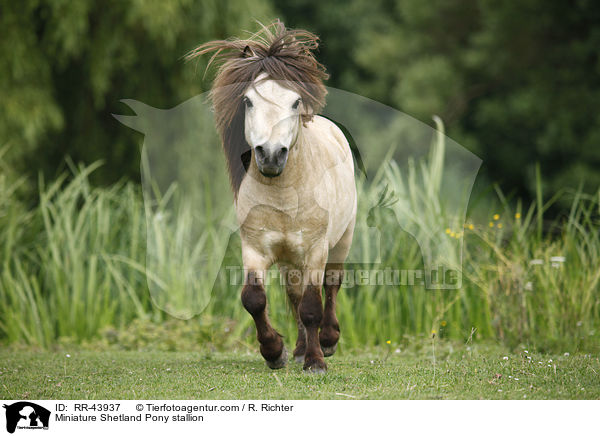 Miniature Shetland Pony stallion / RR-43937