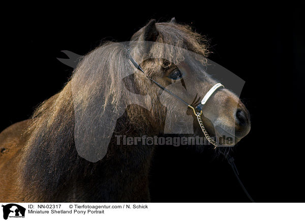 Miniature Shetland Pony Portrait / NN-02317