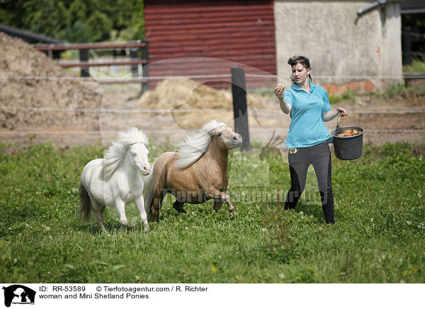 woman and Mini Shetland Ponies / RR-53589