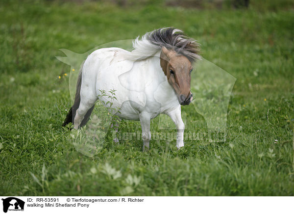walking Mini Shetland Pony / RR-53591