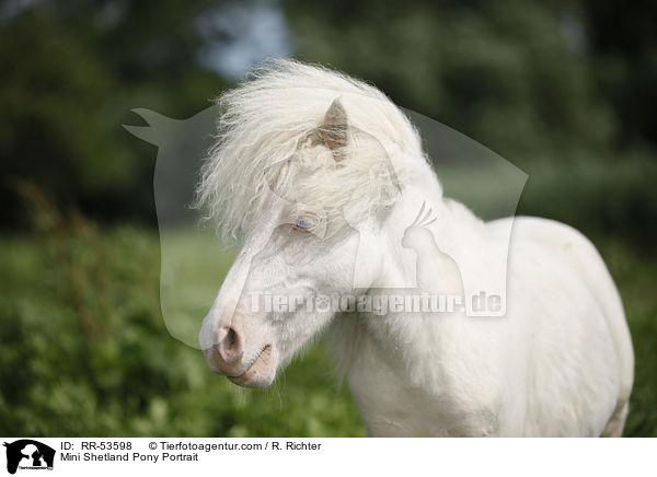 Mini Shetland Pony Portrait / RR-53598