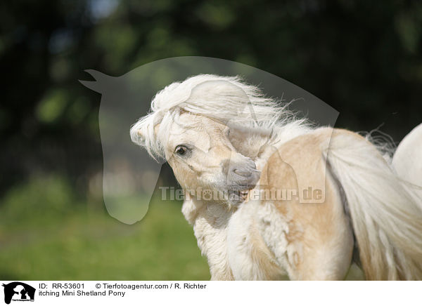 itching Mini Shetland Pony / RR-53601