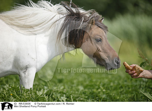 Mini Shetland Pony Portrait / RR-53606
