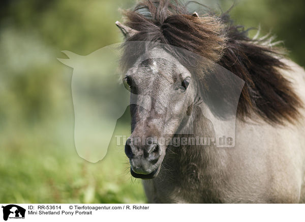 Mini Shetland Pony Portrait / RR-53614