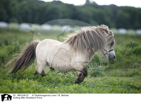 trotting Mini Shetland Pony / RR-53615