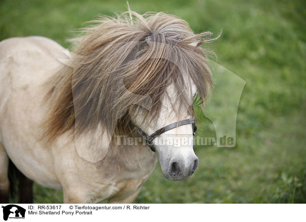 Mini Shetland Pony Portrait / RR-53617