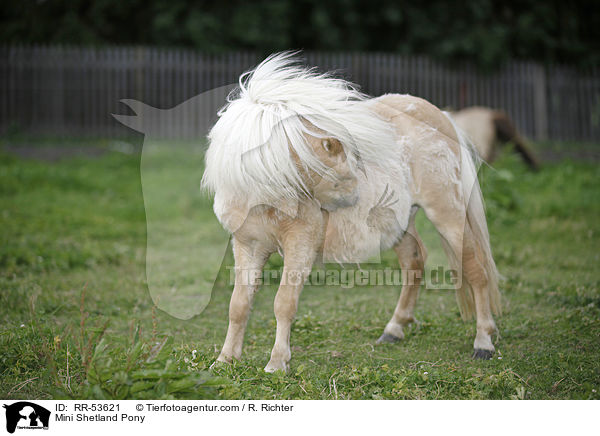 Mini Shetland Pony / RR-53621