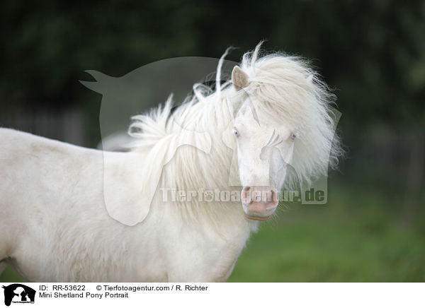 Mini Shetland Pony Portrait / RR-53622