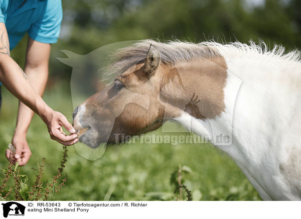 eating Mini Shetland Pony / RR-53643
