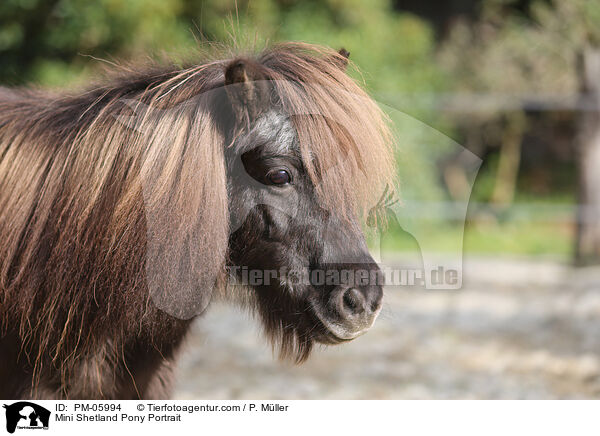 Mini Shetland Pony Portrait / PM-05994