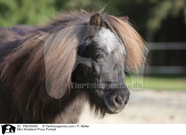 Mini Shetland Pony Portrait / PM-05995