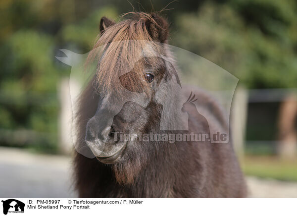 Mini Shetland Pony Portrait / PM-05997