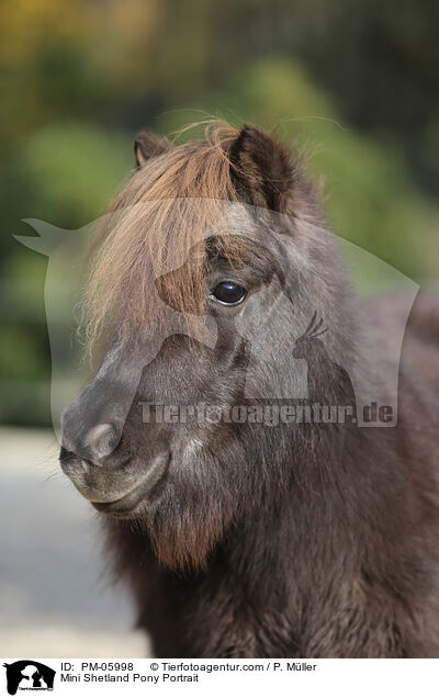Mini Shetland Pony Portrait / PM-05998