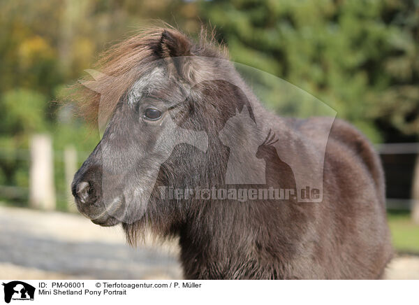 Mini Shetland Pony Portrait / PM-06001