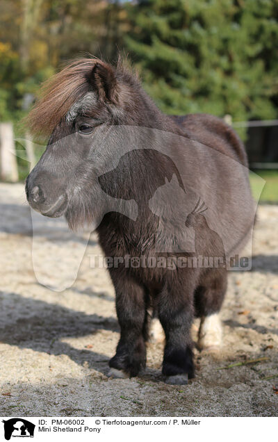 Mini Shetland Pony / PM-06002