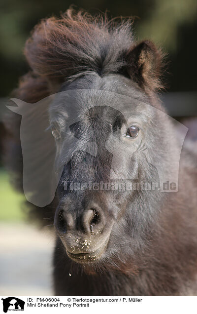 Mini Shetland Pony Portrait / PM-06004