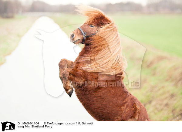 rising Mini Shetland Pony / MAS-01164