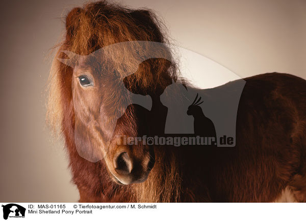 Mini Shetland Pony Portrait / MAS-01165