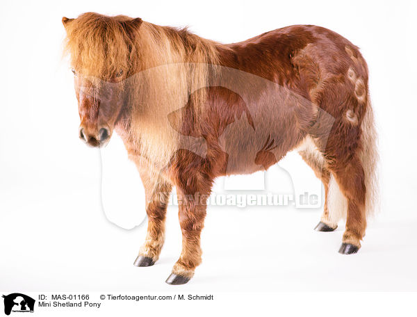 Mini Shetland Pony / MAS-01166