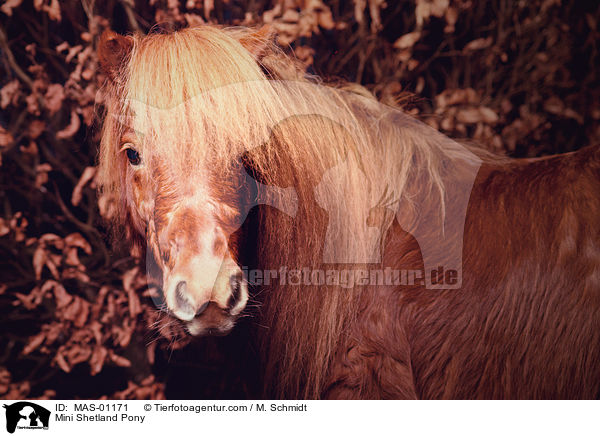 Mini Shetland Pony / MAS-01171