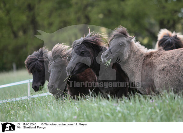 Mini Shetland Ponys / JM-01245