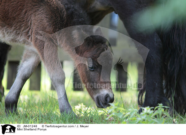 Mini Shetland Ponys / JM-01248