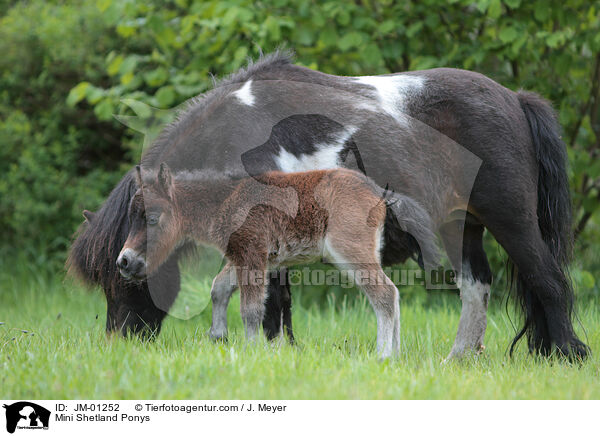 Mini Shetland Ponys / JM-01252