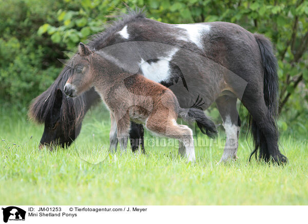 Mini Shetland Ponys / JM-01253