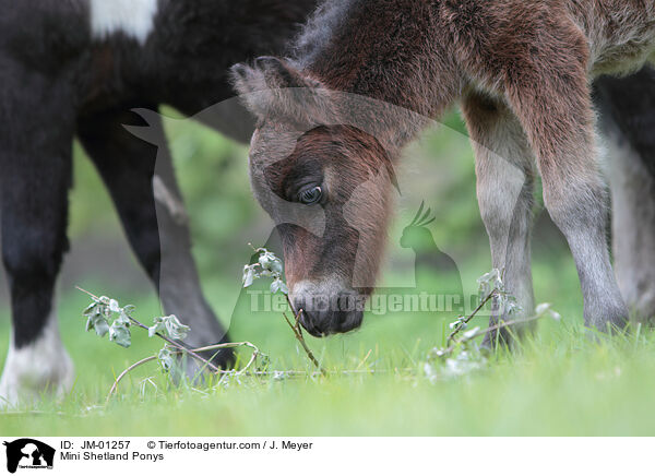 Mini Shetland Ponys / JM-01257