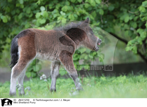 Mini Shetland Pony / JM-01259