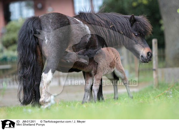 Mini Shetland Ponys / JM-01261