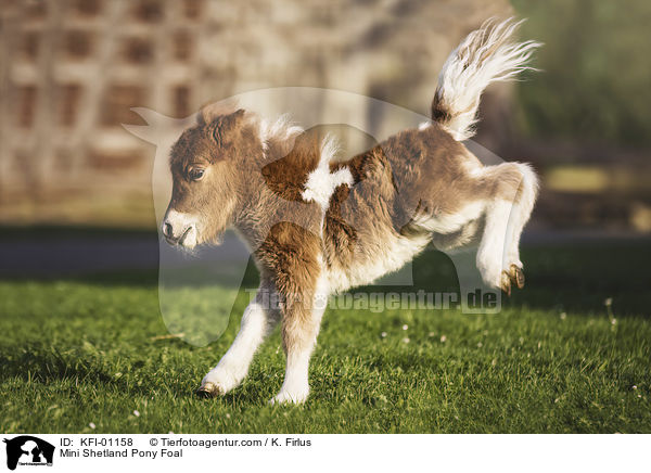 Mini Shetland Pony Foal / KFI-01158