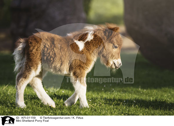 Mini Shetland Pony Foal / KFI-01159