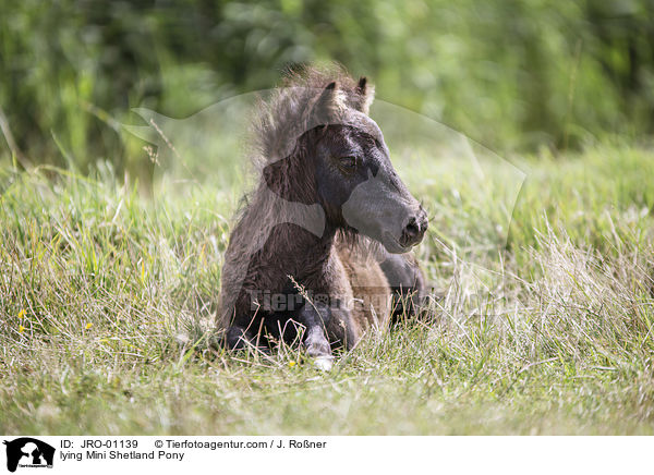 lying Mini Shetland Pony / JRO-01139
