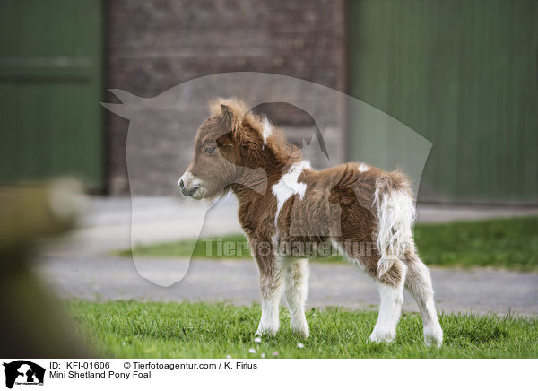 Mini Shetland Pony Foal / KFI-01606