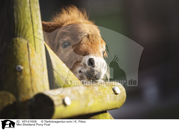 Mini Shetland Pony Foal / KFI-01608