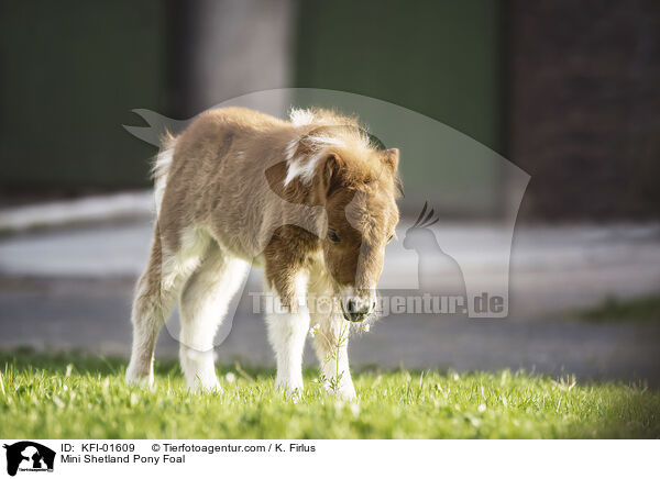 Mini Shetland Pony Foal / KFI-01609