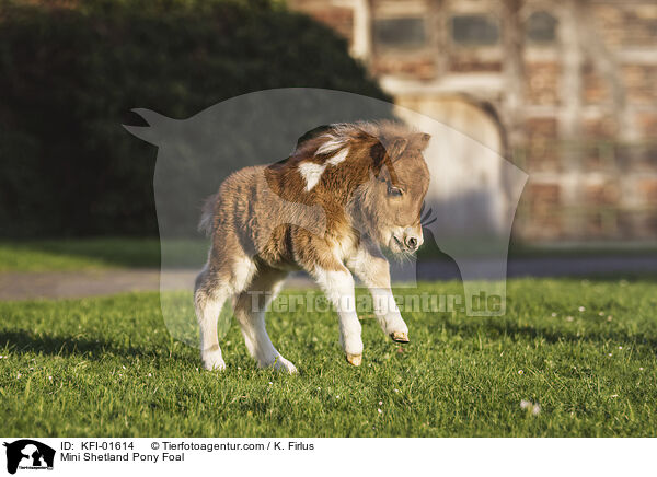 Mini Shetland Pony Foal / KFI-01614