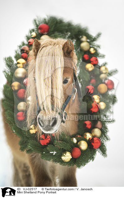 Mini Shetland Pony Portrait / VJ-02517