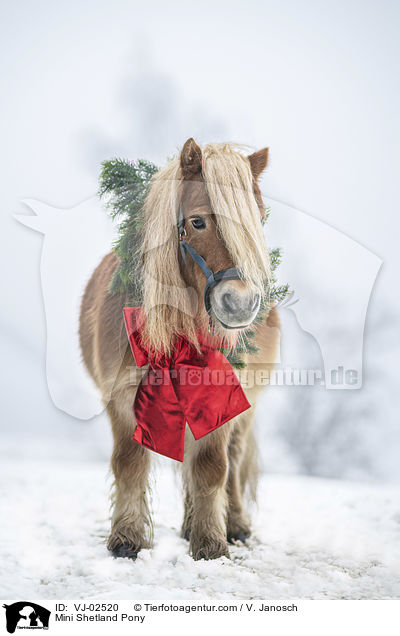 Mini Shetland Pony / VJ-02520