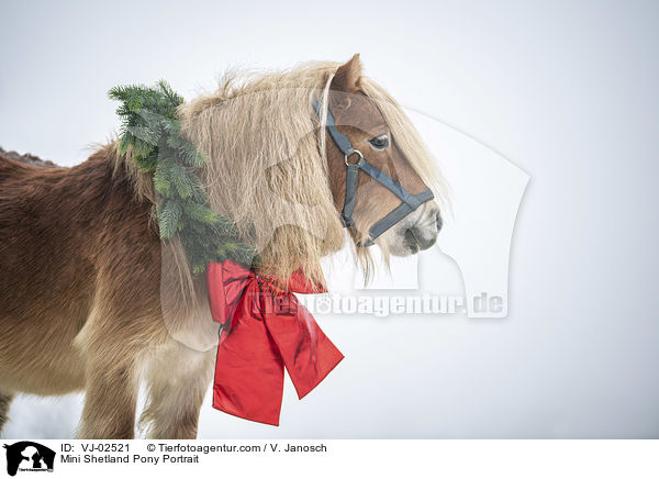 Mini Shetland Pony Portrait / VJ-02521