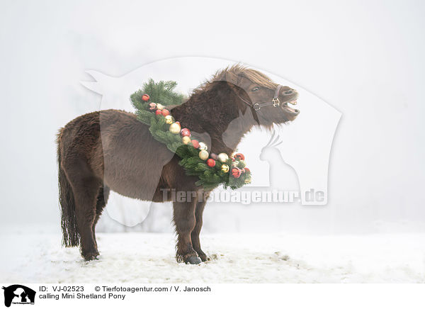 calling Mini Shetland Pony / VJ-02523