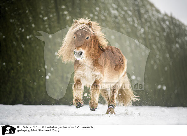 galloping Mini Shetland Pony / VJ-02527