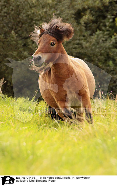 galloping Mini Shetland Pony / HS-01476