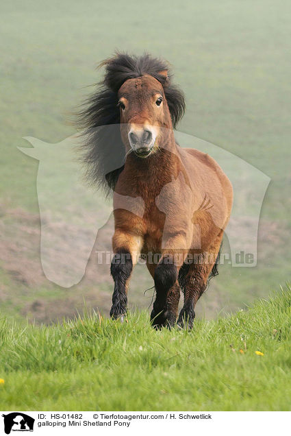 galloping Mini Shetland Pony / HS-01482